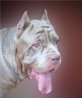   Mastino